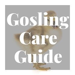 Gosling Care Guide